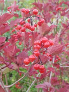 Berries on a Guelder Rose shrub