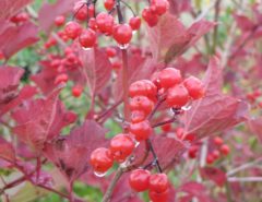 Berries on a Guelder Rose shrub