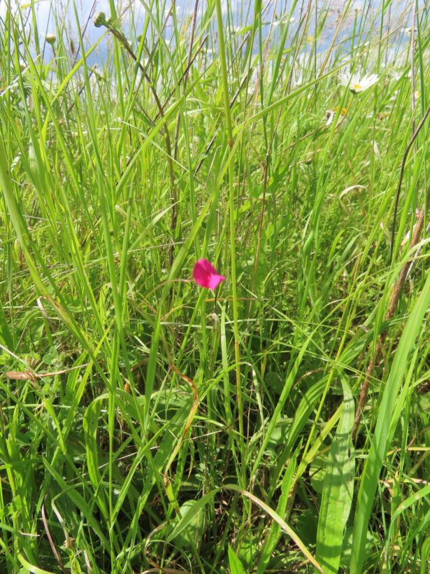 Grass Vetchling 17 June 2024 small-min