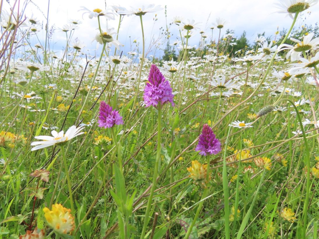 CBeale Pyramidal Orchids on North Down June 2024 1600-min