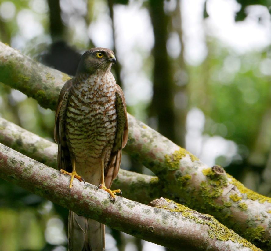 Kate King, Sparrowhawk, July 2024 smaller