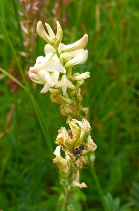 Melanie Felton White sainfoin 16 June 2024 1600-min