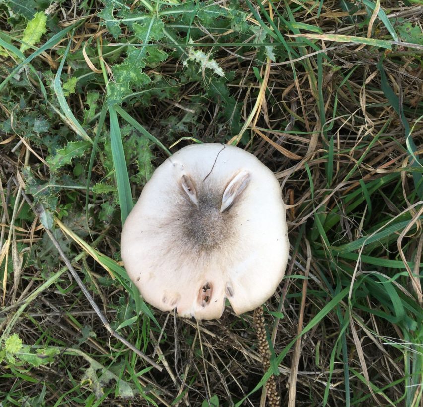 PHalford Rabbit Fungus 25 October 2024-min