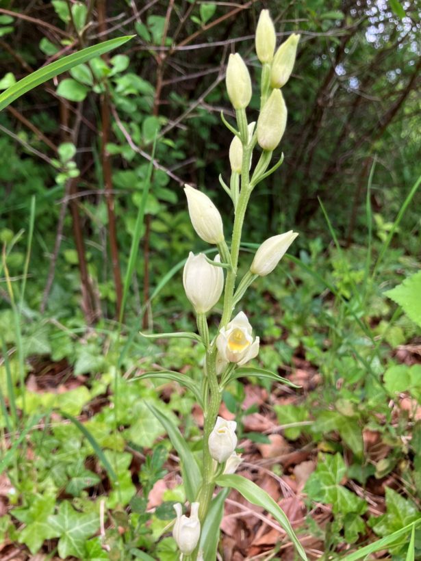 RBates, White Helleborine, May 2024 IMG_3066 small-min