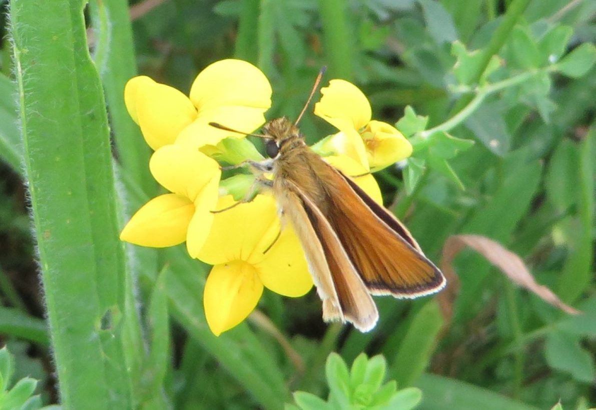 Essex Skipper crop and resize-min