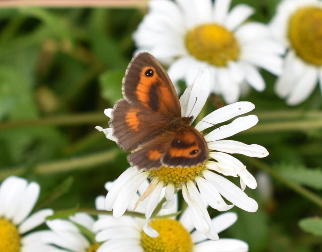 Gatekeeper cropped resixed-min