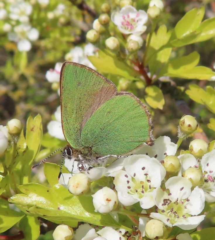 Green Hairstreak (1) cropped resized-min