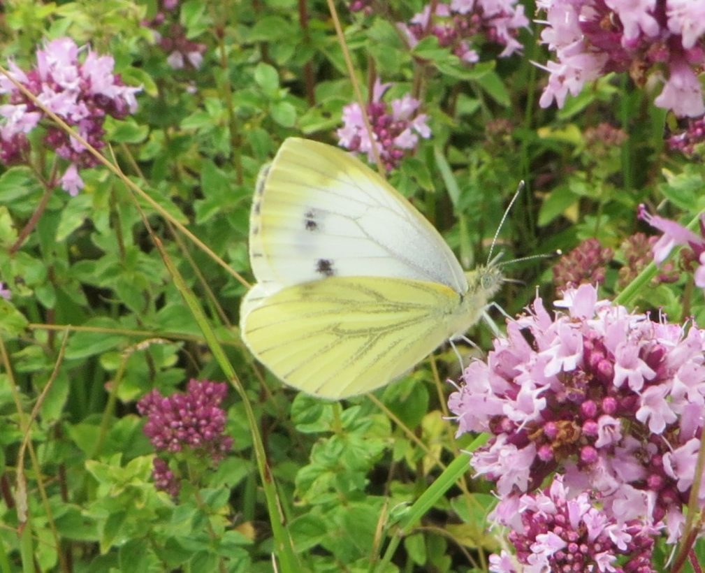 Green-veined White crop resize-min