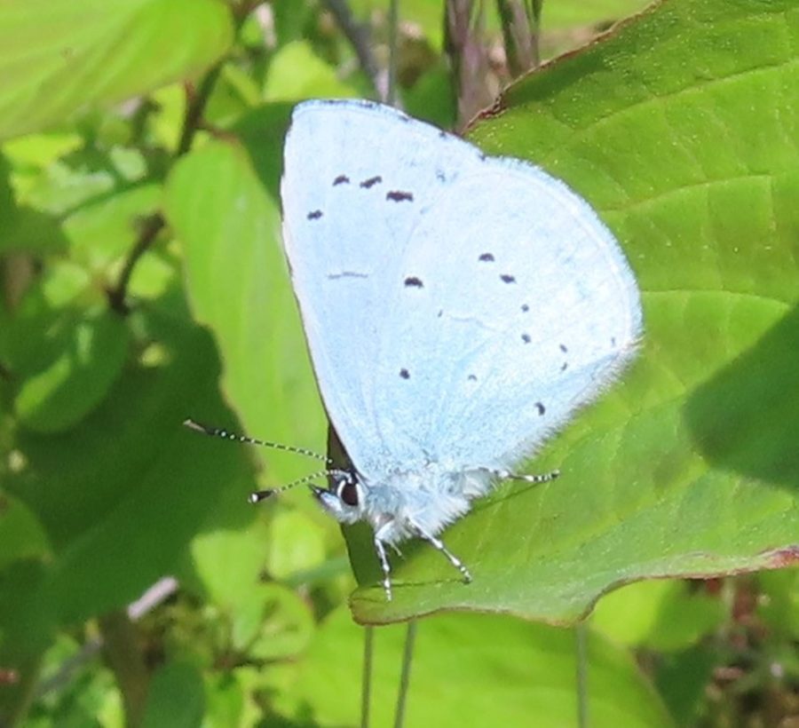 Holly Blue series (6) resize-min