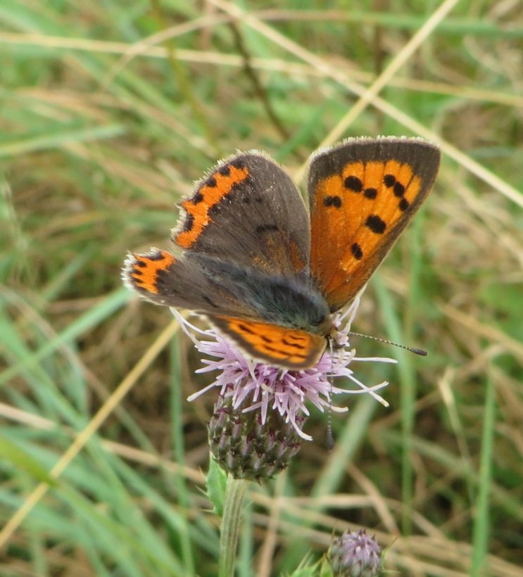 Small Copper crop resize-min