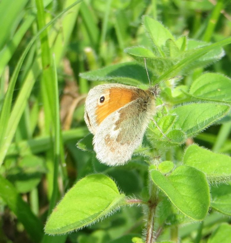 Small Heath crop resize-min