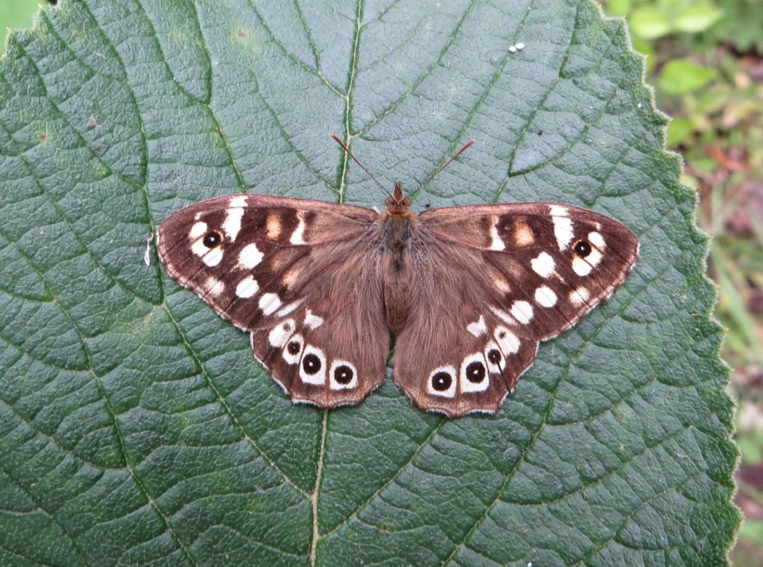 speckled wood crop resize-min